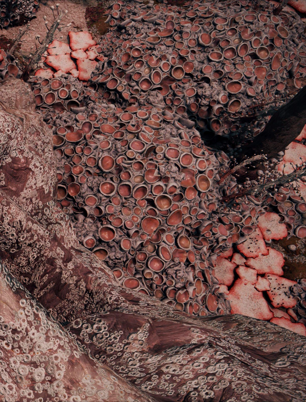 A variety of Caelid textures, from above. Spindly trees scattered with fungi burst through pink-grey rocky outcrops covered in red sucker-like protrusions. Another swathe of rock is bare aside from grey barnacle-like rings.