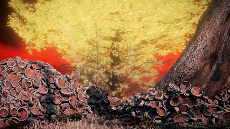The glorious golden foliage of a minor erdtree, rising from the V-shape between a decaying tree and a formation of red-grey coral-like shapes. The sky behind is angry and red.