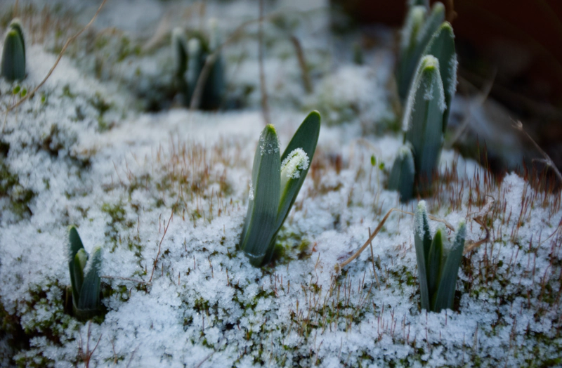 The first snowdrop shoots of the year, emerging from a layer of frost, their leaves speckled with ice crystals.