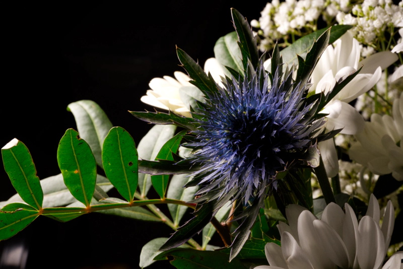 A close-up of an arrangement of white and blue flowers. The central flower is a sphere of spiky blue petals.