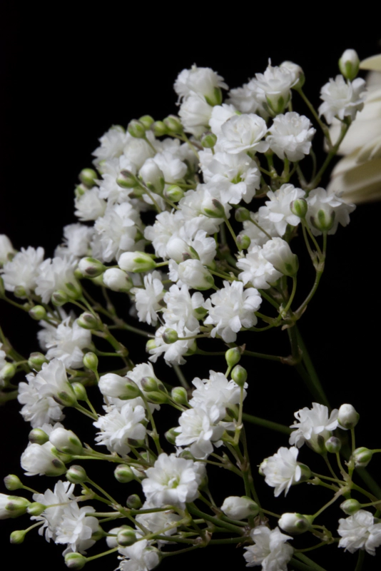 A flush of little white flowers - in various stages of blossoming - against a black background.