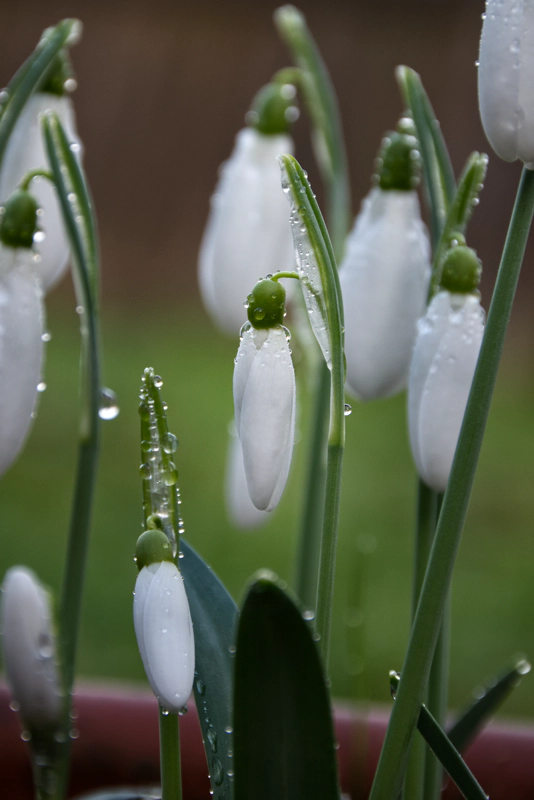 An array of dangling snowdrops in bloom, speckled with droplets of water.