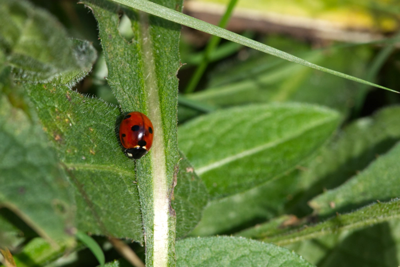 A bright red ladybird with black spots on overlapping green leaves covered in a fine layer of hairs.