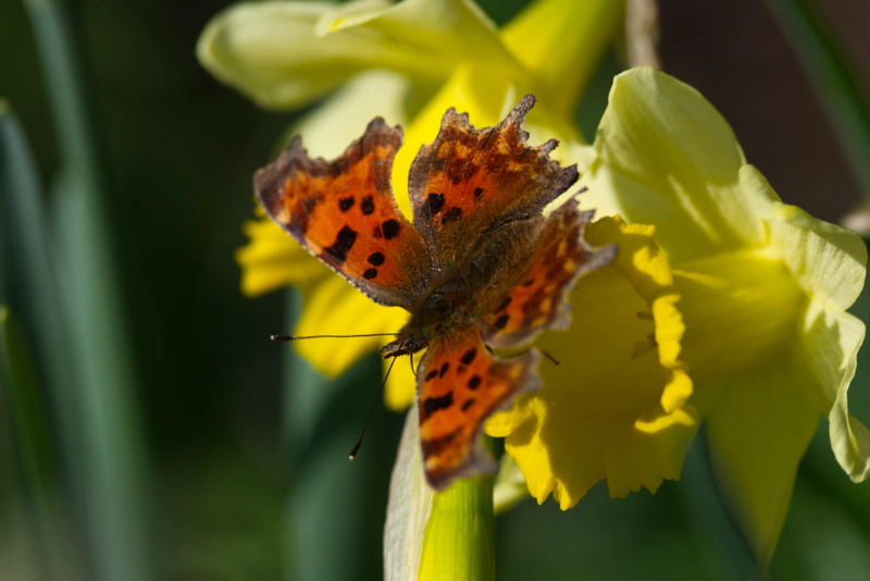 An orange and brown butterfly with scattered black spots perched on the lip of a yellow daffodil.