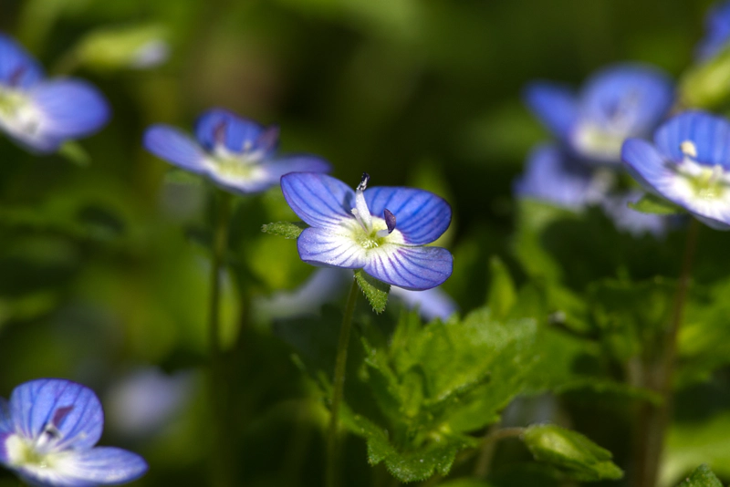 A macro photo of a very small blue and white speedwell flower, against an out-of-focus backdrop of greenery and other similar flowers.