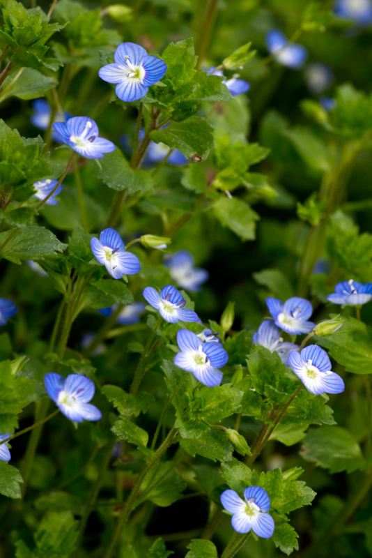 A swathe of tiny blue-and-white speedwell flowers running from top-left to bottom-right, against a backdrop of lush greenery.