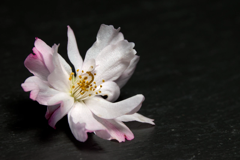 A close-up of a single pink and white cherry blossom on a dark grey slate. The petals are flowing, with white at the centre, with pink edges, and at the centre is a cluster of yellow reproductive stalks.