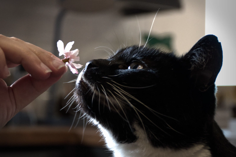 My cat Poppy carefully smelling a small pink cherry blossom being presented to her by a human hand.