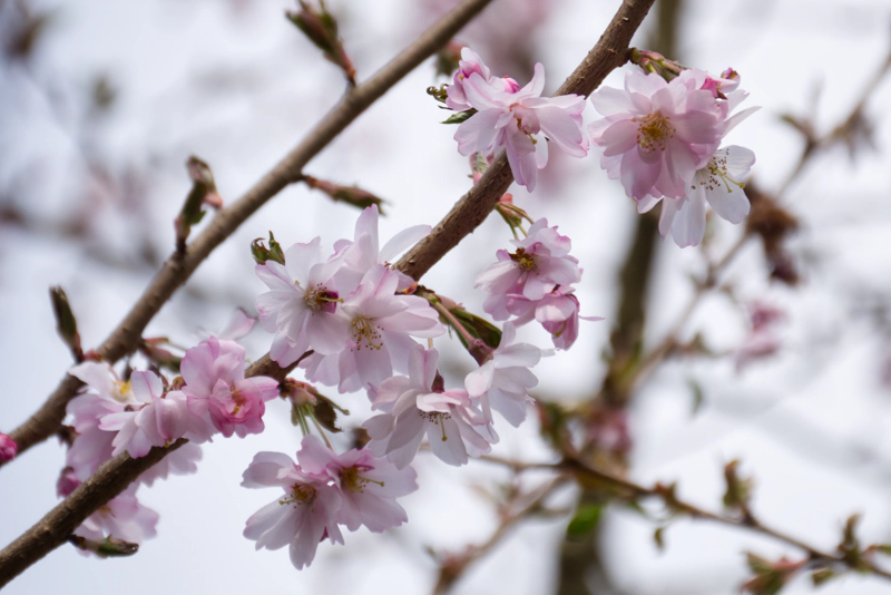 A branch of pale pink cherry blossoms against a bright sky.