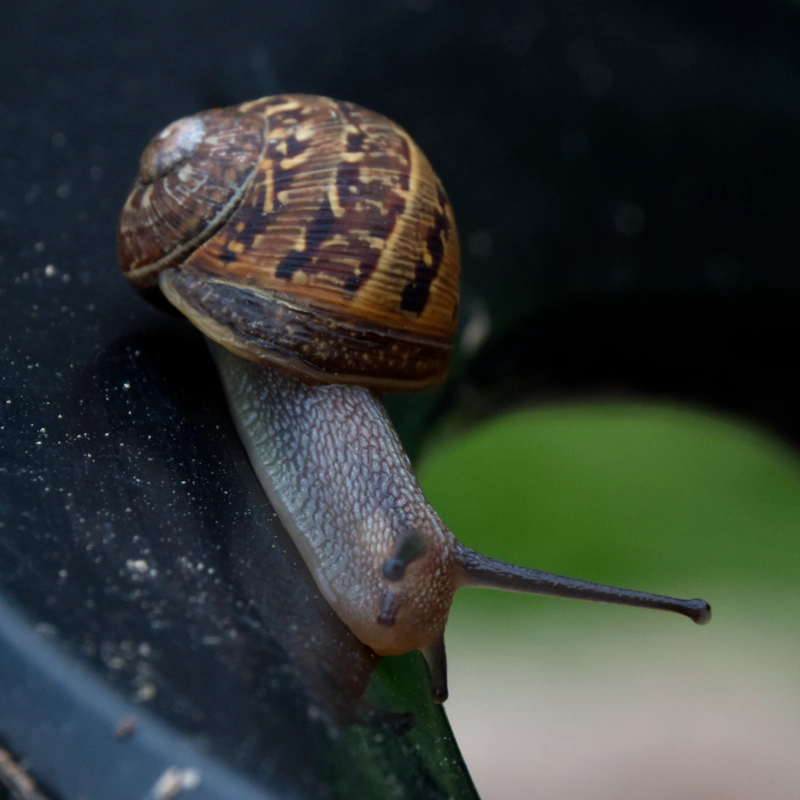 A tiny snail - maybe an inch long at most from back of shell to antennae - on the lip of a black plastic bucket. Their shell is gorgeous patterns of variegated brown, and their skin almost looks like dragon scales.