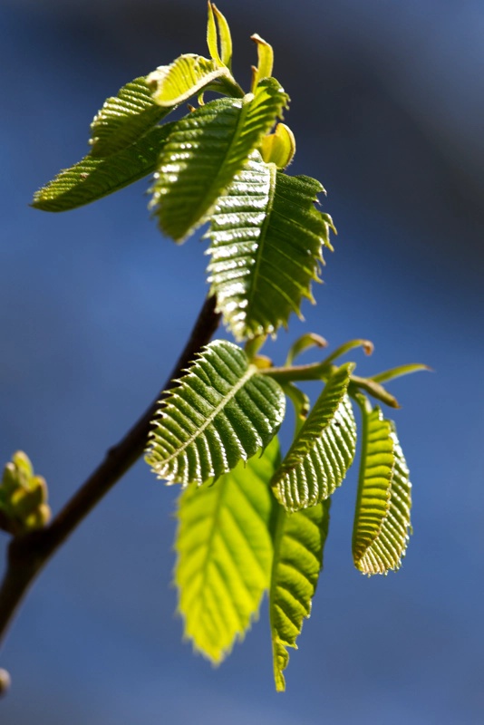 A cluster of rich green leaves with a corrugated texture, lit strongly from the right by the sun, against a blue sky.