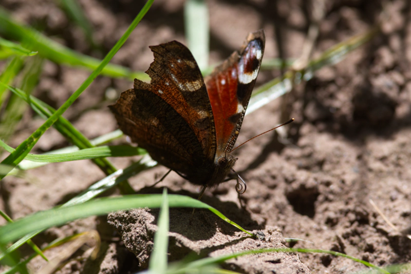A peacock butterfly with beautiful eyes on its wings, perched on a sandy river bank amidst green grasses. Their compound eyes and long curled proboscis are sharply focused and clear.