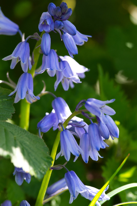 A close-up of two sprigs of bluebells, partially shaded from the spring sunshine. The flowers are beautiful clusters of hanging bell shapes, each petal with a line of blue down the centre.