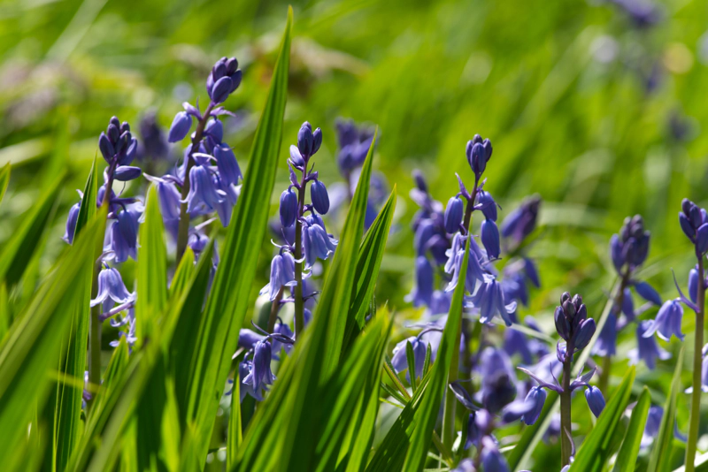 A flush of sunlit bluebells, shot from a low angle. Sharp angled green leaf-blades cut across the image from the bottom-left, their surfaces alternating light and shadow, and the distance is out-of-focus green and occasional dots of purple.