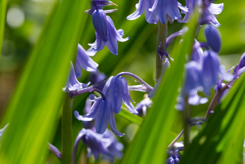 A close-up of bluebells viewed from between sharp blades of bright green grass.