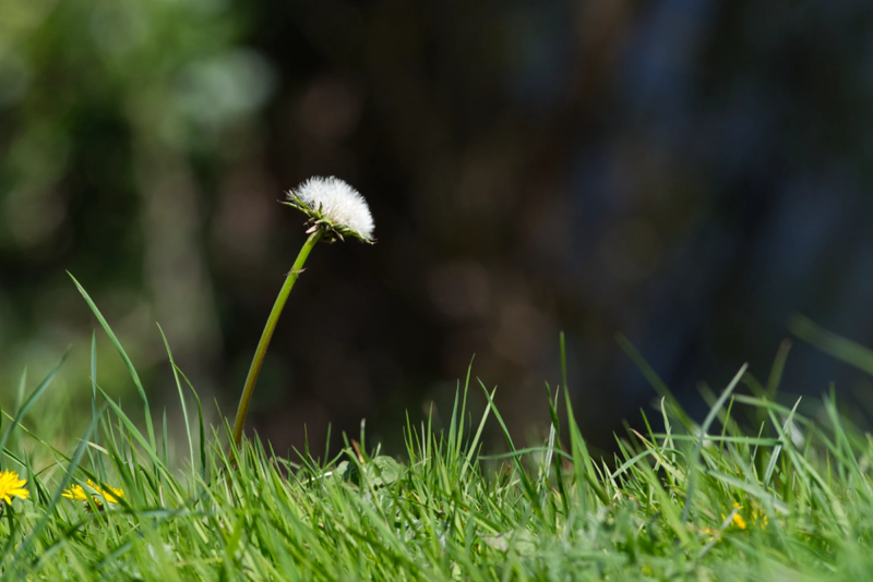 A single dandelion clock opening up, with grass blades in the foreground and deep browns and blues in the background.