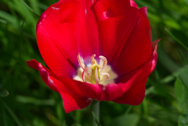 A close-up of a bright-red tulip, looking over the lip of the petals into the flower itself where a cluster of curling reproductive organs rises.