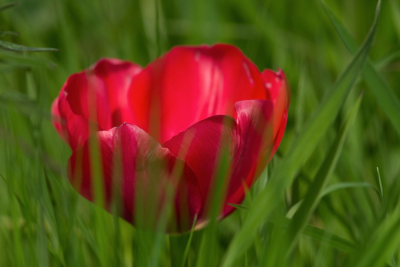 A bright-red tulip viewed through green blades of grass.
