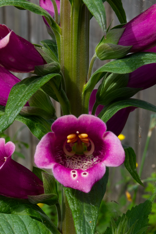 A view down the open mouth of a deep pink foxglove flower. The floor is covered in fine hairs, and a complex reproductive apparatus curls against the roof of the flower.