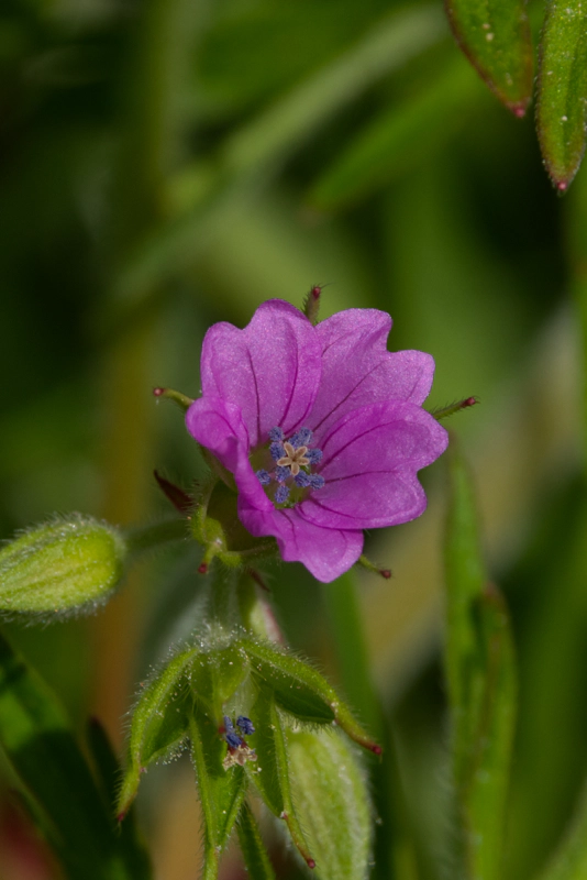 A *very* tiny pink wildflower, no more than a few millimeters across, amidst a backdrop of grass. At the centre of the flower is a five-pointed reproductive organ, surrounded by small blue clusters.