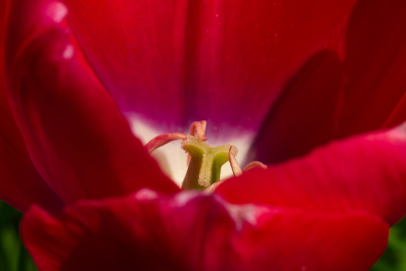A macro photo of a bright red tulip, viewed over the top edge of its petals. A three-pointed yellow structure sits at the heart of the flower, surrounded by stamens.