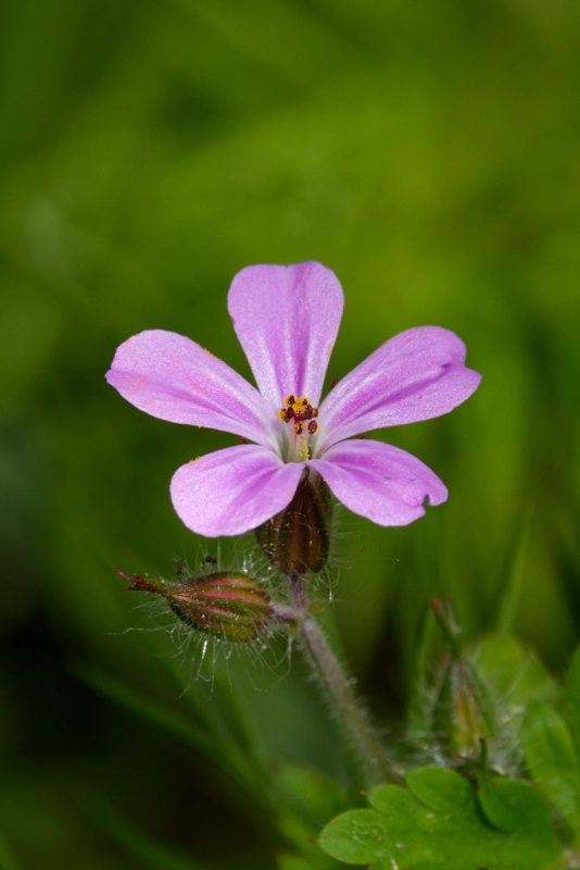 A very small pink wildflower against a green backdrop, with a cluster of purple stamens at the centre covered in yellow pollen.