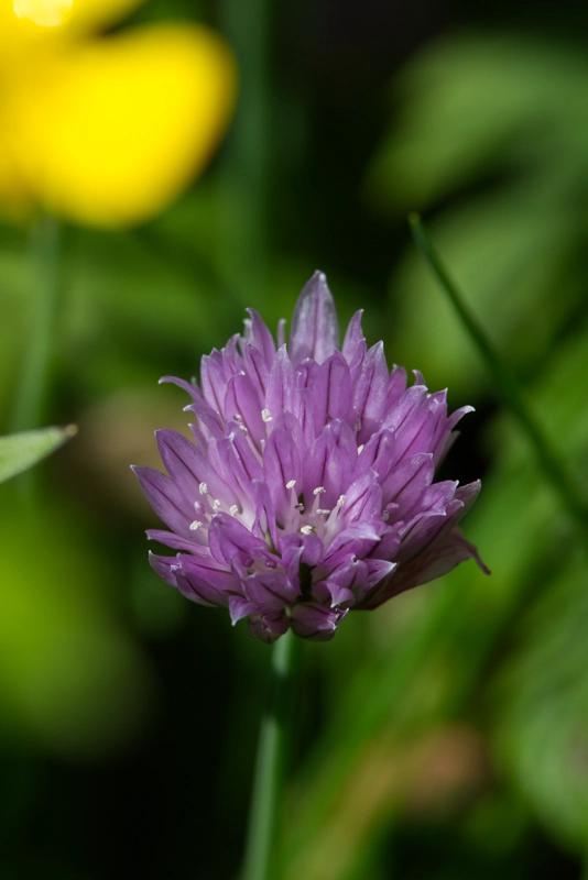 A close-up of a lilac-coloured chive flower against a green backdrop. The flower has many small petals around little white clusters of pollen.