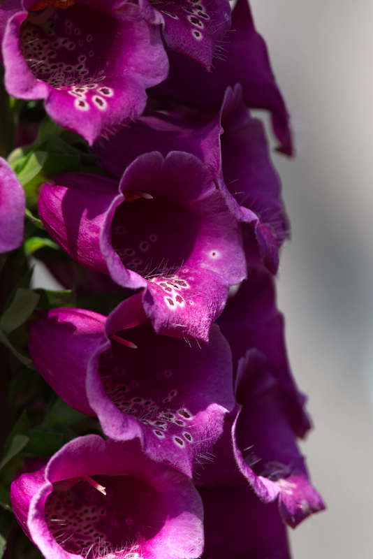 A wall of vivid pink foxglove flowers, each with landing strips of little purple spots and long hairs.