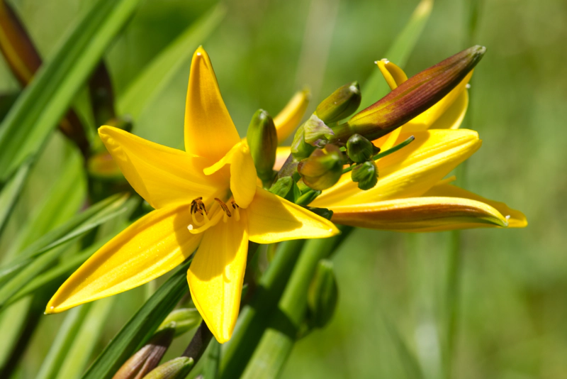 A bright yellow cluster of day lilies and red-green buds yet to burst into bloom.
