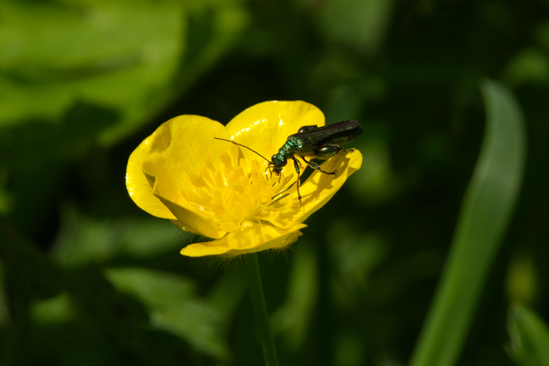 A small iridescent green insect with long antennae and mandibles, feeding from the centre of a bright yellow creeping buttercup flower.