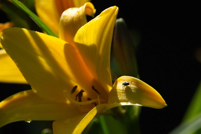 A tiny black bug marching along the petal of a radiant yellow day lily as if on a quest.