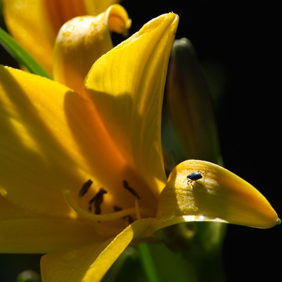 Bloomscrolling
