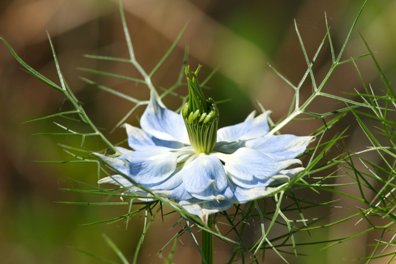 A pale blue nigella flower, with a central pillar of twisted green shoots, a wide platform of soft blue petals, and an array of spiky green leaves spidering off to the corners of the image.