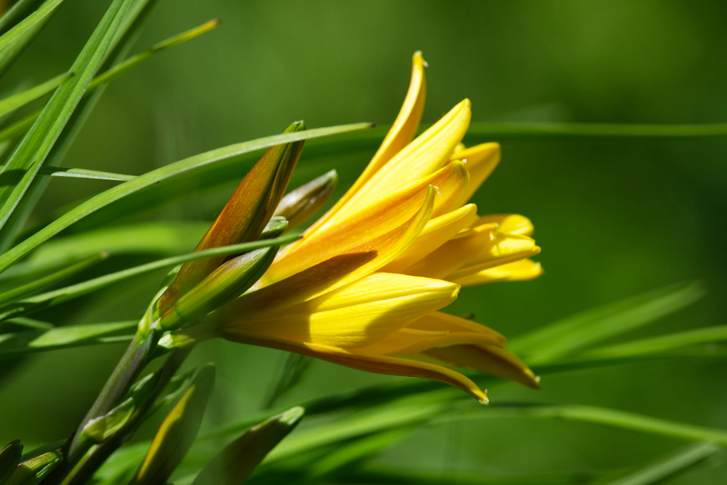 A side view of a bright yellow-and-reddish-brown day lily in full bloom, against a background of rich greens.