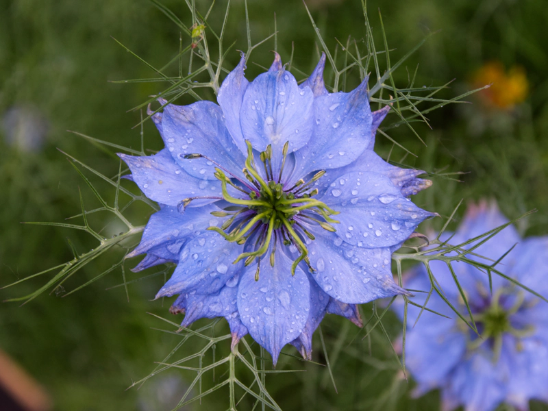 A top-down view of a lavender-coloured nigella blossom. It has overlapping rings of wide petals, with a central spray of green stems, and an array of spiky green foliage below the petals, emerging like solar panels on a space station.