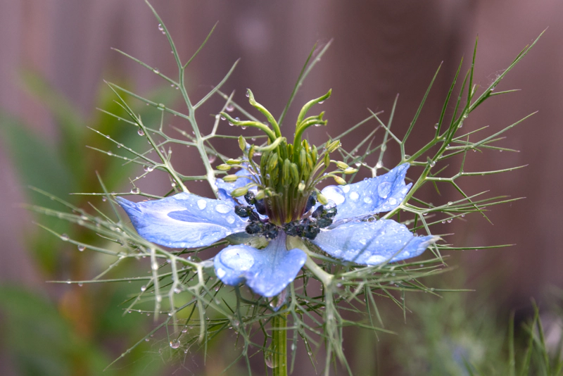 A nigella flower with just five lavender-coloured petals, and many branching green spikes. The flower has recently been watered, and water droplets gleam where the petals have caught them.