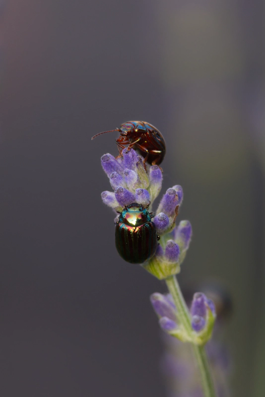 Two iridescent rosemary beetles perch at the top of a tall stalk of lavender, feeding of the purple tips.