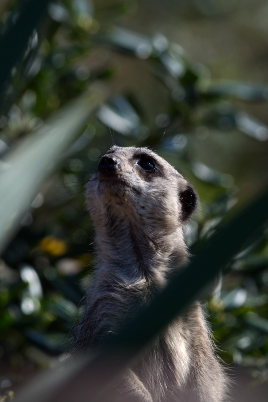 A meerkat on watch in the sun, looking towards the top-left of the frame. In the foreground, two dark green leaves strike across the scene, framing their face.