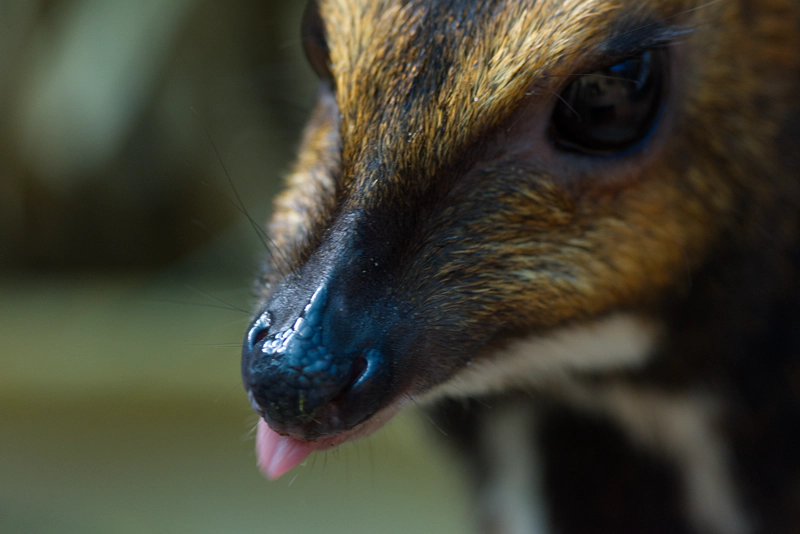 A close-up of a Phillipine mouse deer, with black and ginger fur and a little black nose. She has her tongue out, a little flick of pink.