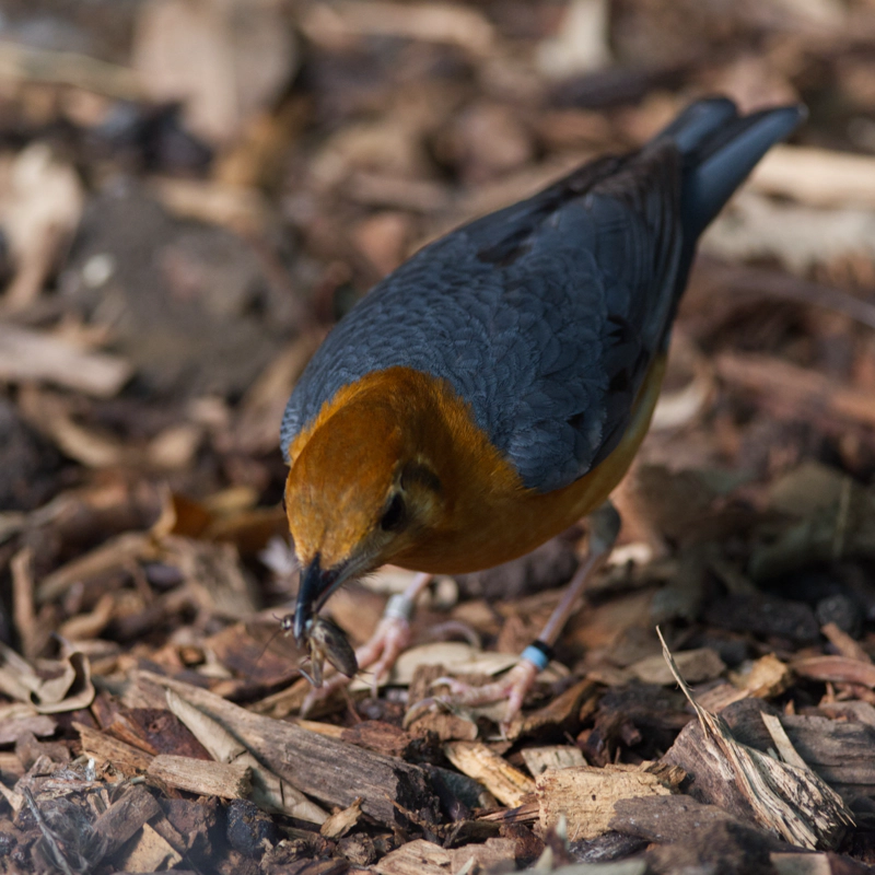 An orange-headed thrush, with a brown-orange head and neck and a beautiful grey-blue back, with a large bug in its beak.