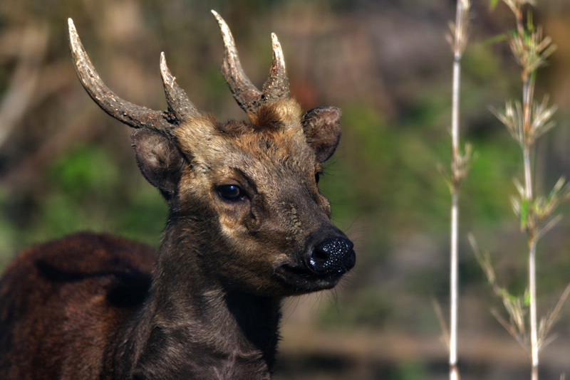 A Philippine spotted deer with short antlers and mussed brown fur, looking sideways at the camera.