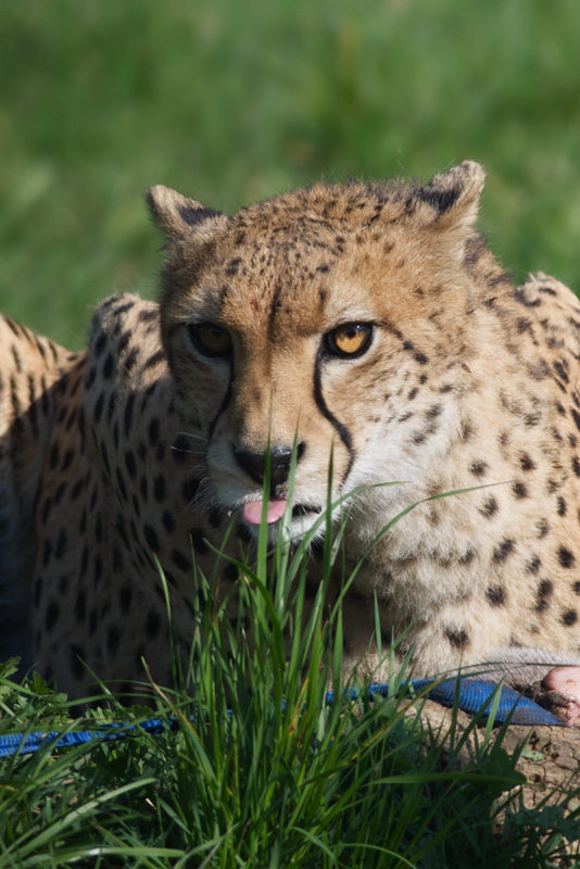A cheetah lying in the grass in the sunshine, with his tongue out in a perfect blep.