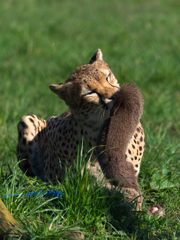 A cheetah in the grass in the sun, playing with a food toy of brown plush. He's holding one end against the ground, and is pulling it upwards in a sinuous curve with his teeth.