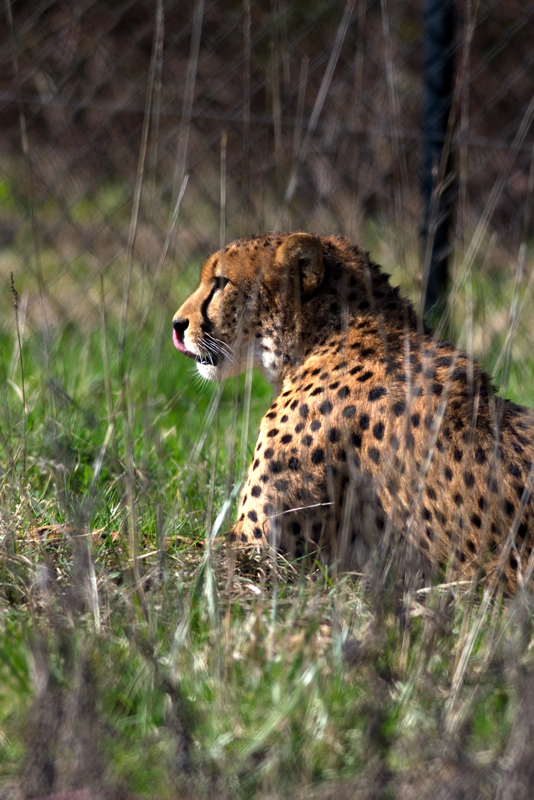 A cheetah looking out across a sunlit meadow, licking his nose with a long pink tongue.