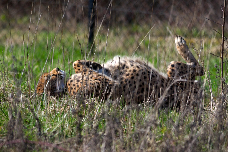 A cheetah partially obscured by long grass, wiggling on his back in a sunny meadow.