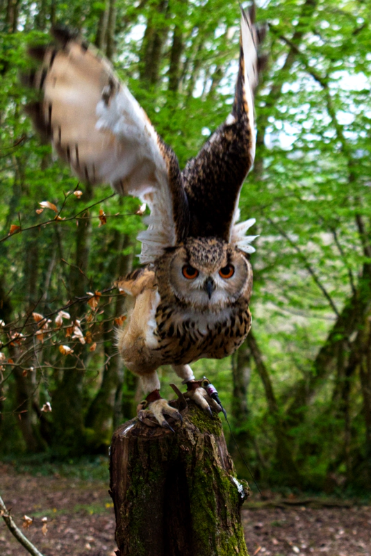 Ozzy the Bengal eagle owl (with two-tone brown feathers) perched on a tree stump in a forest, caught in the moment before flight. He's looking at the camera, and his raised wings are blurred with motion.