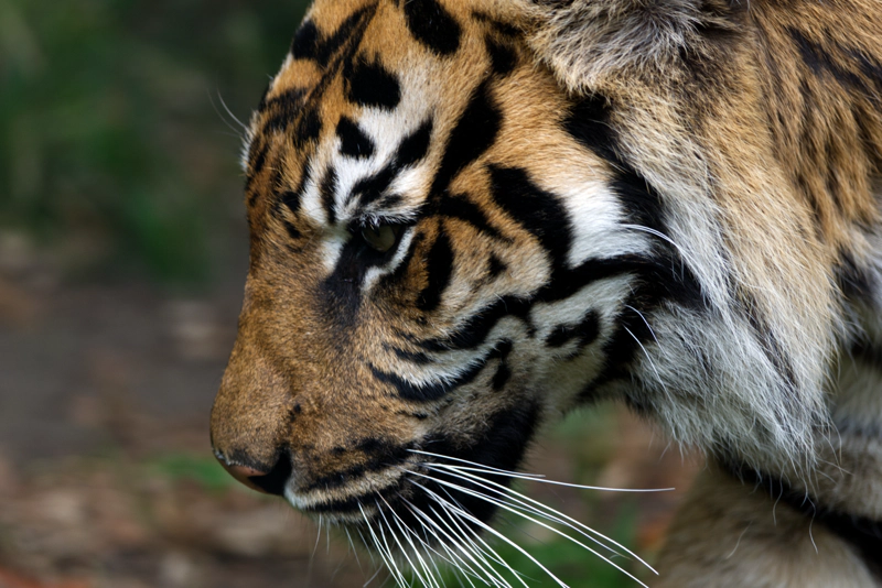 A side-on portrait of a tiger. They have beautiful orange and black facial markings, and long white whiskers.