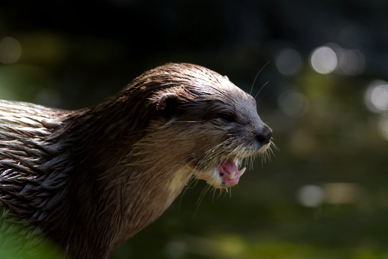 A close-up of an otter in profile, with the sun shining off the wet fur on their forehead. Their mouth is open in a big yawn, and their lower canines are clearly visible.