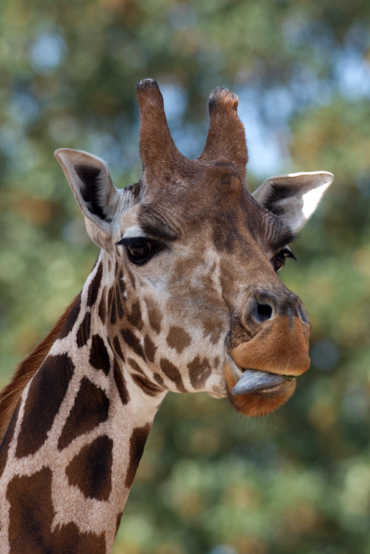 A close-up of a giraffe, sticking its tongue out. The background is a pleasingly abstract scattering of blue, green and orange.